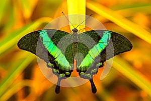 Green swallowtail butterfly resting on a leaf