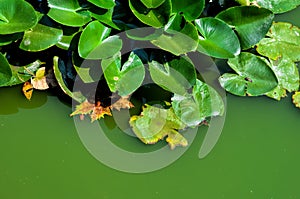 Green swamp water background 1