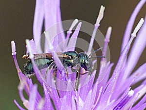 Green Sweat Bee On Purple Flower