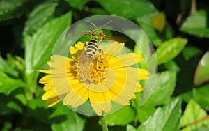 Green sweat bee on yellow flower in the garden