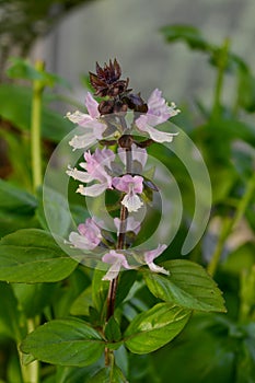 Green sweet basil plants with blooming pink flowers