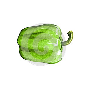 green sweet bell pepper watercolor illustration on white back