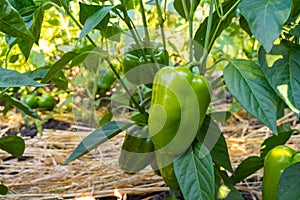 Green sweet bell peppers paprika growing in a field.