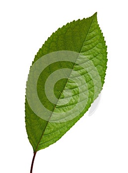 Green sweet cherry leaf isolated on white background