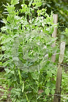 Green sweet pea plant on bed in the garden blooming during vegetation