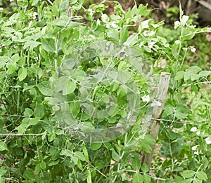 Green sweet pea plant on bed in the garden blooming during vegetation