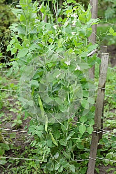Green sweet pea plant on bed in the garden blooming during vegetation