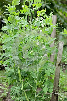 Green sweet pea plant on bed in the garden blooming during vegetation