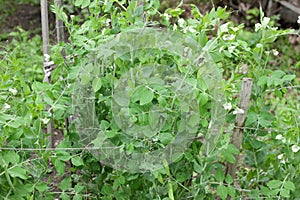 Green sweet pea plant on bed in the garden blooming during vegetation