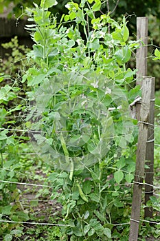 Green sweet pea plant on bed in the garden blooming during vegetation