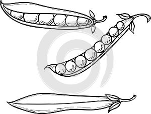 Green sweet peas, whole pod and peas, vector hand drawn sketch illustration