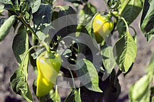 Green sweet pepper on the bed