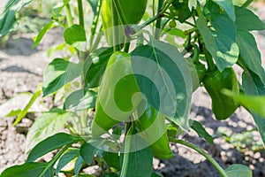 Green sweet pepper grows in the garden. Paprika. Eco harvest. Eco product