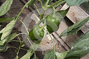 Green sweet pepper, grows in a greenhouse, in the country.