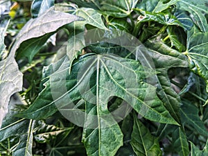 green sweet potato leaves