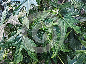 green sweet potato leaves