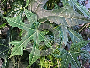 green sweet potato leaves