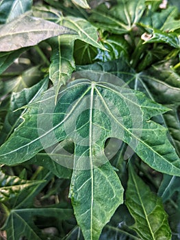green sweet potato leaves