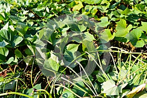 Green sweet potato leaves