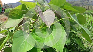 Green sweet potato leaves in the garden