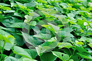 Green sweet potato leaves in growth