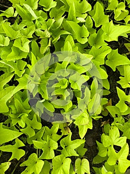 Green sweet potato leaves in growth at field