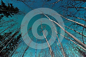 Green swirls of Northern Lights over boreal forest photo