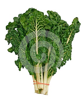 Green Swiss Chard