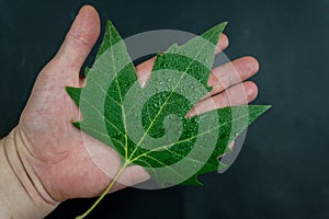 A green sycamore leaf lies in the open palm of a man`s hand against a black background. Wet leaf of Platanus tree with water drop