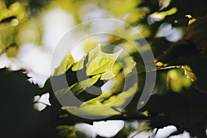 Sycamore tree leaves in sun rays
