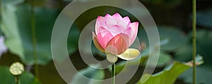 Green symbol of elegance and grace with a beautiful pink lotus photo