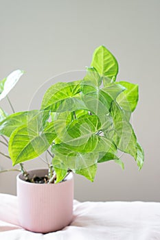 Green syngonium arrowhead houseplant in pink pot