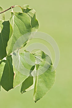 Green syringa vulgaris with copy space