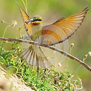 Green-tailed Bee-eater