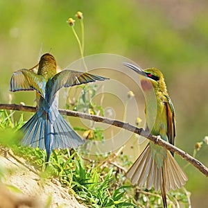 Green-tailed Bee-eater