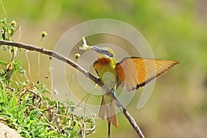 Green-tailed Bee-eater