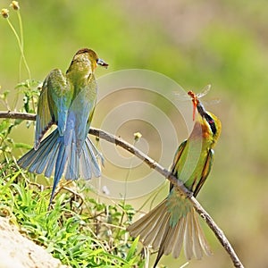 Green-tailed Bee-eater