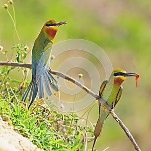 Green-tailed Bee-eater