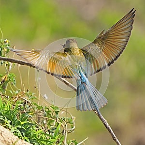 Green-tailed Bee-eater