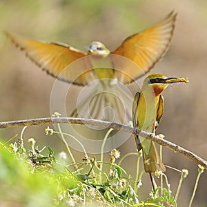 Green-tailed Bee-eater