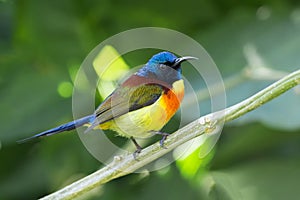 Green-tailed Sunbird; Aethopyga nipalensis