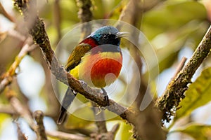 Green-tailed sunbird (Aethopyga nipalensis) in Doi Inthanon National Park Chiang Mai, Thailand