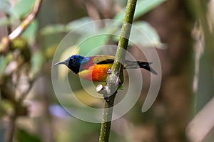 Green-tailed sunbird (Aethopyga nipalensis) in Doi Inthanon National Park Chiang Mai, Thailand