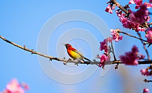 Green-tailed Sunbird ,Aethopyga nipalensis or Nepal yellow-backed sunbird, in the family Nectariniidae live on Ang khang in Chiang