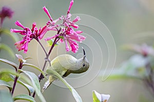 Green-tailed Sunbird or Aethopyga nipalensis, Sikkim