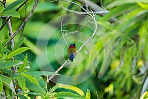 Green-tailed Sunbird on the branches