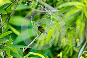 Green-tailed Sunbird on the branches