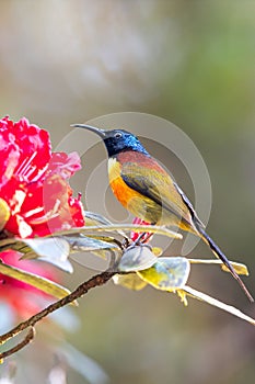 Green-tailed Sunbird feeding on Rhododendron flower