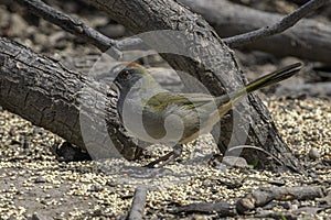 A Green-tailed Towhee in Arizona