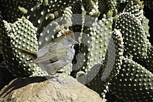 A Green-tailed Towhee in Arizona